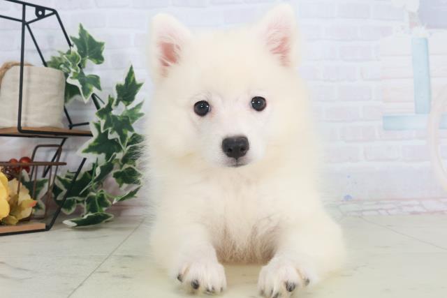 熊本県の日本スピッツ (Coo&RIKU宇土シティモール店/2025年8月11日生まれ/女の子/ホワイト)の子犬の1枚目の画像