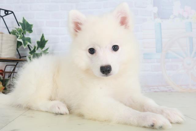 熊本県の日本スピッツ (Coo&RIKU宇土シティモール店/2025年8月11日生まれ/女の子/ホワイト)の子犬の2枚目の画像