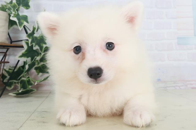 福岡県の日本スピッツ (Coo&RIKU福岡東店/2025年8月11日生まれ/女の子/ホワイト)の子犬の1枚目の画像