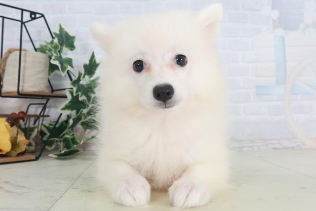 大分県の日本スピッツ (Coo&RIKU大分店/2025年8月11日生まれ/女の子/ホワイト)の子犬
