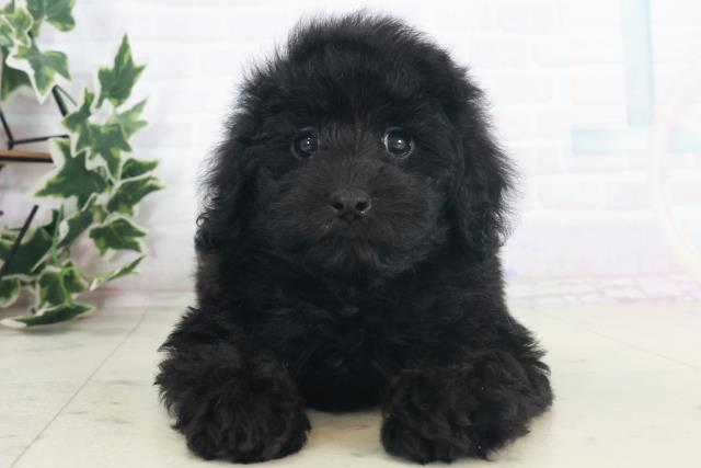 福岡県のトイプードル(トイ) (Coo&RIKU福岡東店/2025年8月12日生まれ/男の子/ブラック)の子犬の1枚目の画像