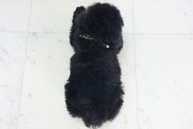 鹿児島県のトイプードル(トイ) (Coo&RIKU鹿児島店/2025年8月12日生まれ/女の子/ブラック)の子犬の4枚目の画像