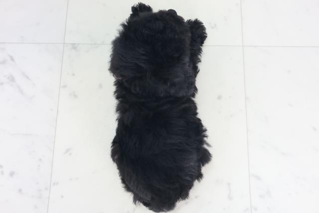 鹿児島県のトイプードル(トイ) (Coo&RIKU鹿児島店/2025年8月12日生まれ/女の子/ブラック)の子犬の4枚目の画像