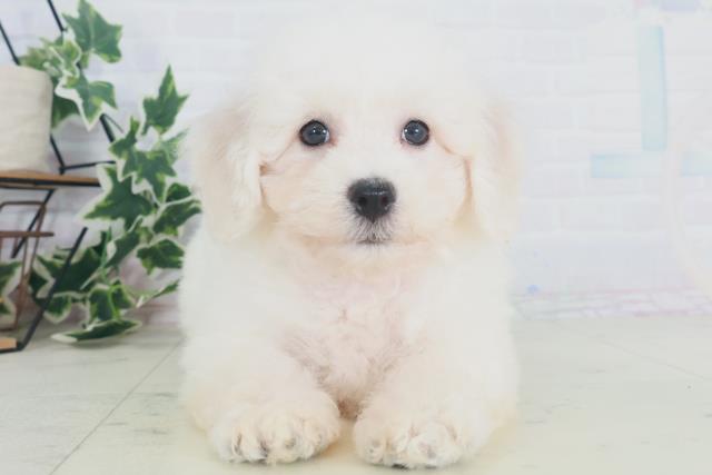 福岡県のビションフリーゼ (Coo&RIKU小倉店/2025年8月13日生まれ/男の子/ホワイト)の子犬
