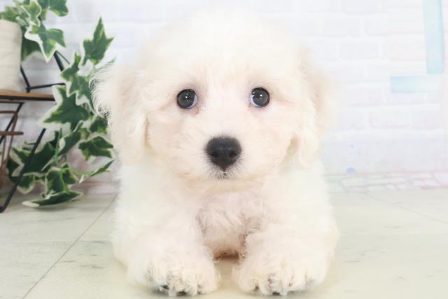 福岡県のビションフリーゼ (Coo&RIKU行橋店/2025年8月13日生まれ/男の子/ホワイト)の子犬
