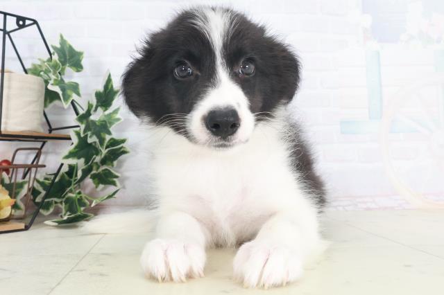 熊本県のボーダーコリー (Coo&RIKU熊本店/2025年7月30日生まれ/男の子/ブラックホワイト)の子犬の1枚目の画像