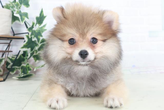 福岡県のポメラニアン (Coo&RIKU福岡西店/2025年8月7日生まれ/女の子/オレンジセーブル)の子犬の1枚目の画像