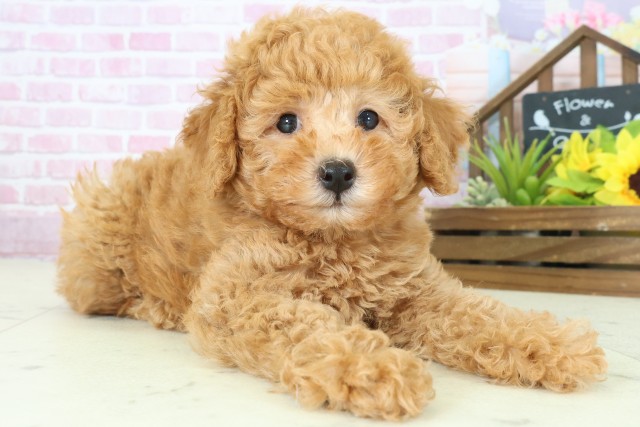 熊本県のトイプードル(トイ) (Coo&RIKUカリーノ玉名店/2025年8月11日生まれ/男の子/アプリコット)の子犬の2枚目の画像