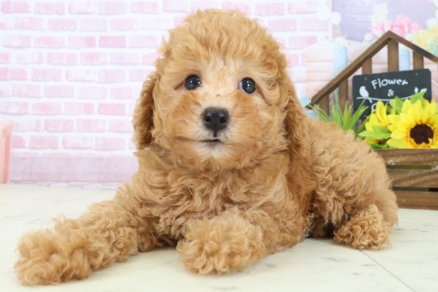 熊本県のトイプードル(トイ) (Coo&RIKUカリーノ玉名店/2025年8月11日生まれ/男の子/アプリコット)の子犬の3枚目の画像