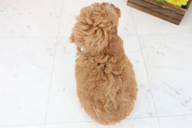 熊本県のトイプードル(トイ) (Coo&RIKUカリーノ玉名店/2025年8月11日生まれ/男の子/アプリコット)の子犬の4枚目の画像