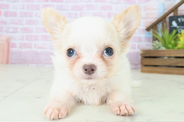 福岡県のチワワ(ロング) (Coo&RIKU筑後店/2025年8月13日生まれ/男の子/ホワイトクリーム)の子犬の1枚目の画像