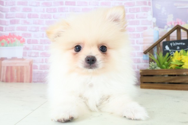 長崎県のポメラニアン (Coo&RIKU長崎浜町店/2025年8月12日生まれ/男の子/クリーム)の子犬の1枚目の画像