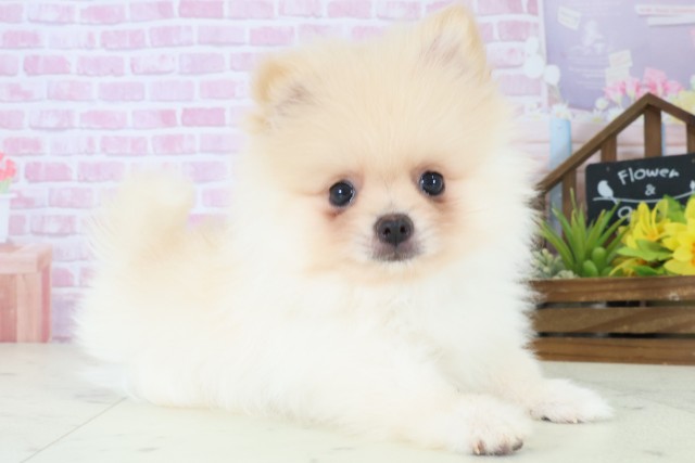 長崎県のポメラニアン (Coo&RIKU長崎浜町店/2025年8月12日生まれ/男の子/クリーム)の子犬の2枚目の画像