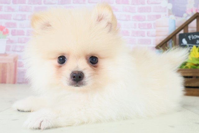 長崎県のポメラニアン (Coo&RIKU長崎浜町店/2025年8月12日生まれ/男の子/クリーム)の子犬の3枚目の画像