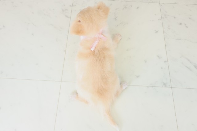 長崎県のポメラニアン (Coo&RIKU長崎浜町店/2025年8月12日生まれ/男の子/クリーム)の子犬の4枚目の画像