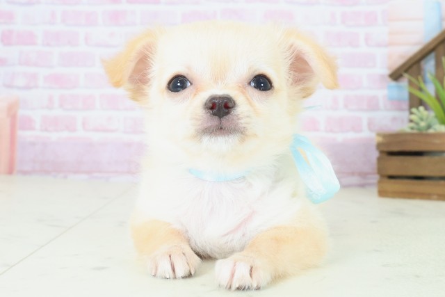 長崎県のチワワ(ロング) (Coo&RIKU長崎佐世保店/2025年8月12日生まれ/男の子/クリーム)の子犬の1枚目の画像