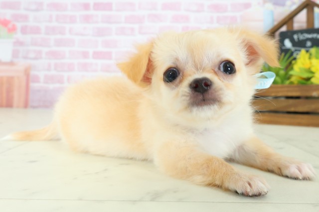 長崎県のチワワ(ロング) (Coo&RIKU長崎佐世保店/2025年8月12日生まれ/男の子/クリーム)の子犬の2枚目の画像