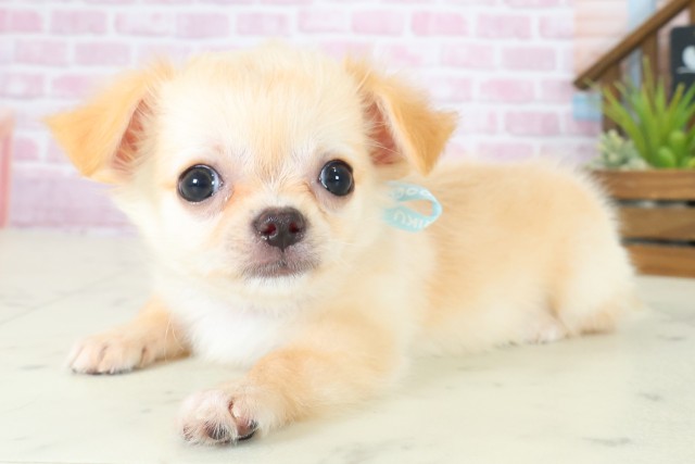 長崎県のチワワ(ロング) (Coo&RIKU長崎佐世保店/2025年8月12日生まれ/男の子/クリーム)の子犬の3枚目の画像
