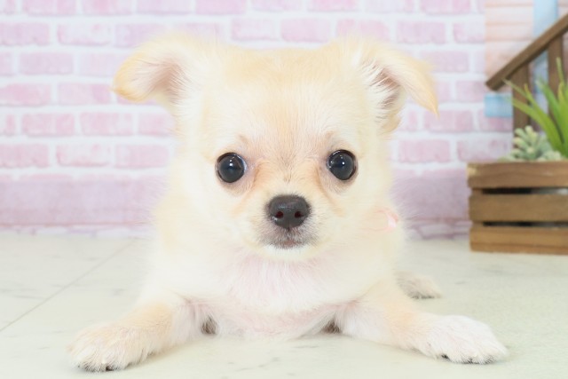 福岡県のチワワ(ロング) (Coo&RIKU福岡西店/2025年8月12日生まれ/女の子/クリーム)の子犬の1枚目の画像