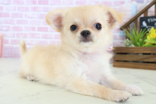 福岡県のチワワ(ロング) (Coo&RIKU福岡西店/2025年8月12日生まれ/女の子/クリーム)の子犬の2枚目の画像