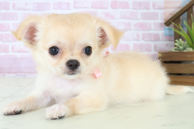 福岡県のチワワ(ロング) (Coo&RIKU福岡西店/2025年8月12日生まれ/女の子/クリーム)の子犬の3枚目の画像
