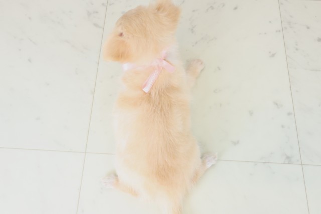 福岡県のチワワ(ロング) (Coo&RIKU福岡西店/2025年8月12日生まれ/女の子/クリーム)の子犬の4枚目の画像
