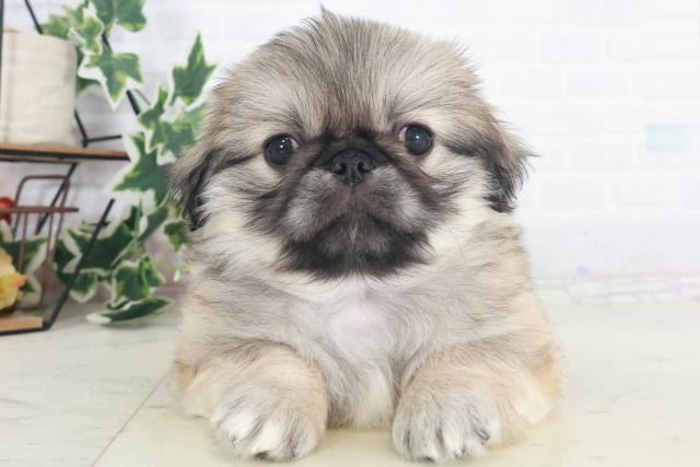 福岡県のペキニーズ (Coo&RIKU福岡西店/2025年8月11日生まれ/男の子/フォーン)の子犬の1枚目の画像