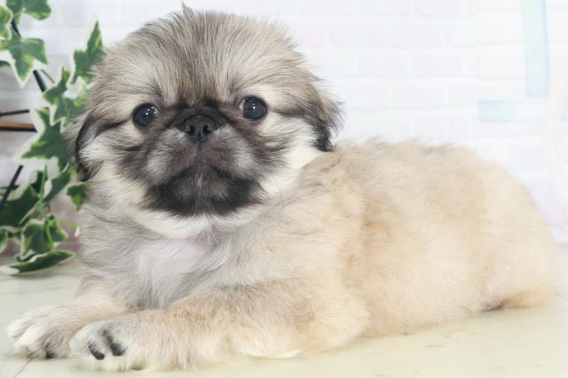 福岡県のペキニーズ (Coo&RIKU福岡西店/2025年8月11日生まれ/男の子/フォーン)の子犬の3枚目の画像
