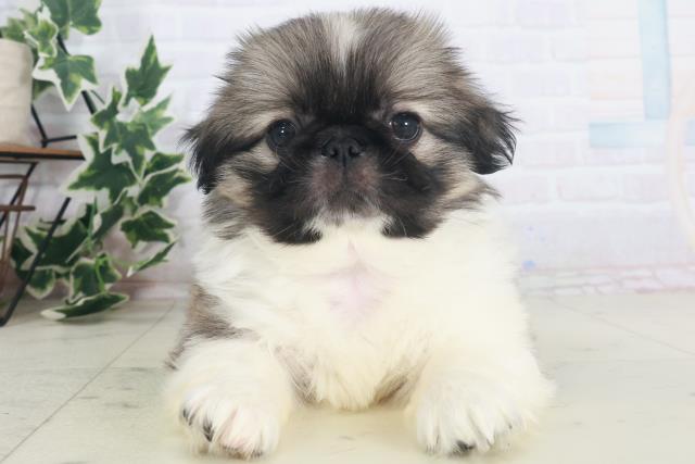 福岡県のペキニーズ (Coo&RIKU小倉店/2025年8月11日生まれ/男の子/パーティーカラー)の子犬