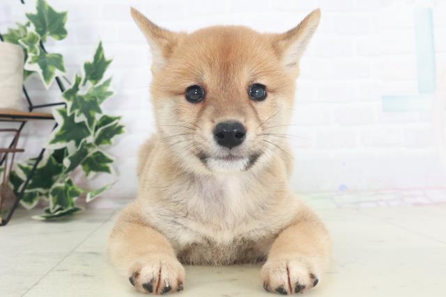 福岡県の柴犬(標準サイズ) (Coo&RIKU大牟田店/2025年8月8日生まれ/男の子/赤)の子犬の1枚目の画像
