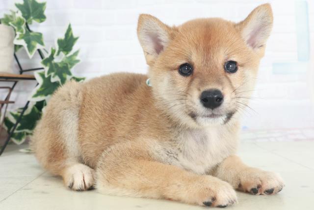福岡県の柴犬(標準サイズ) (Coo&RIKU大牟田店/2025年8月8日生まれ/男の子/赤)の子犬の2枚目の画像
