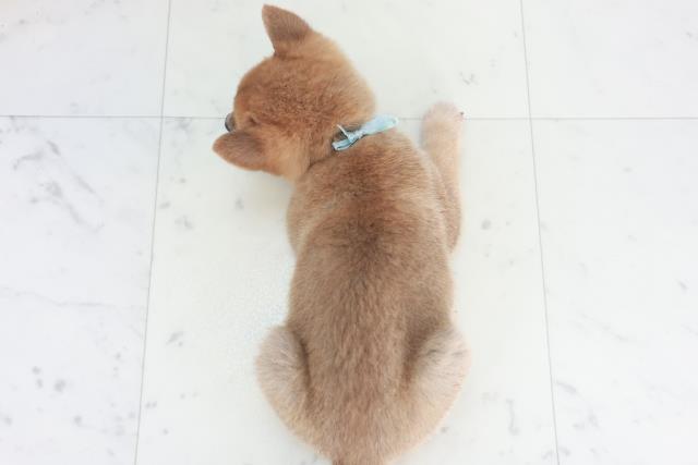 福岡県の柴犬(標準サイズ) (Coo&RIKU大牟田店/2025年8月8日生まれ/男の子/赤)の子犬の4枚目の画像