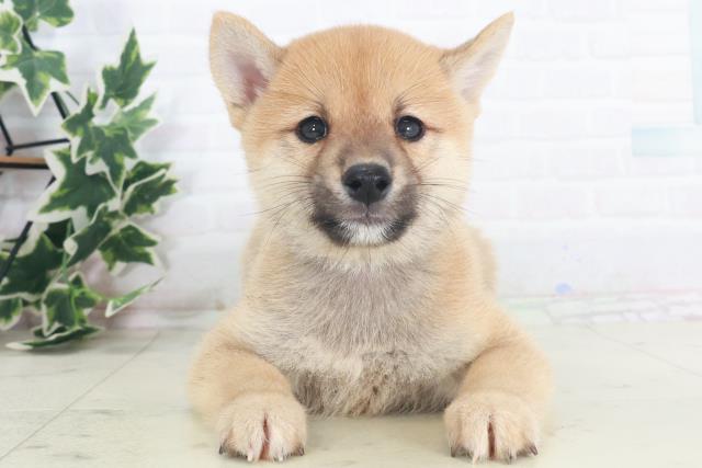 柴犬