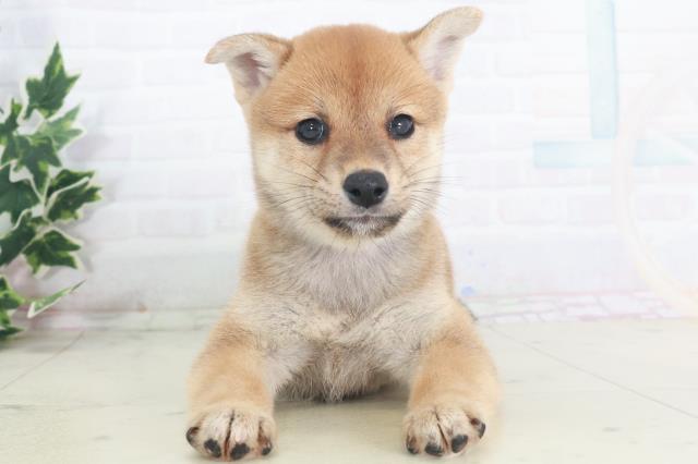 熊本県の柴犬(標準サイズ) (Coo&RIKU宇土シティモール店/2025年8月8日生まれ/女の子/赤)の子犬