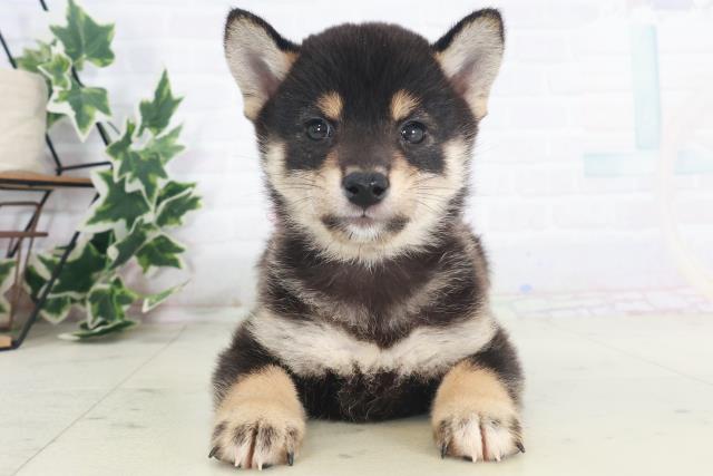 柴犬