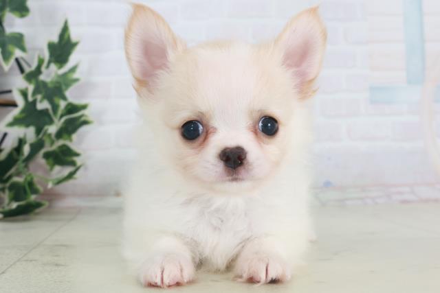 鹿児島県のチワワ(ロング) (Coo&RIKU鹿児島店/2025年8月12日生まれ/男の子/クリーム)の子犬の1枚目の画像