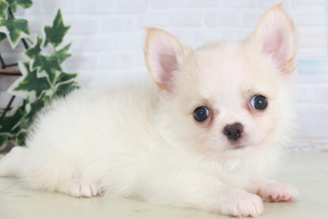 鹿児島県のチワワ(ロング) (Coo&RIKU鹿児島店/2025年8月12日生まれ/男の子/クリーム)の子犬の2枚目の画像