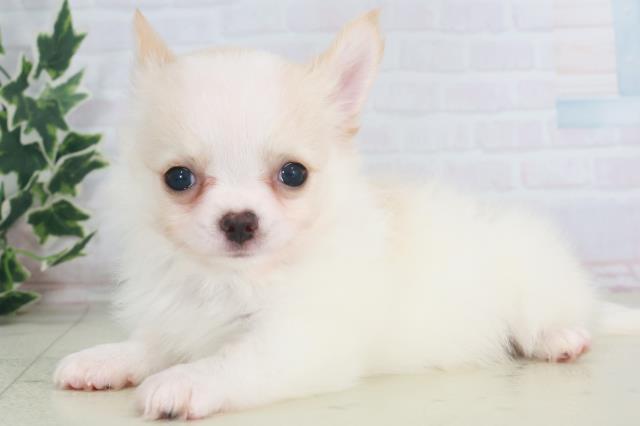 鹿児島県のチワワ(ロング) (Coo&RIKU鹿児島店/2025年8月12日生まれ/男の子/クリーム)の子犬の3枚目の画像