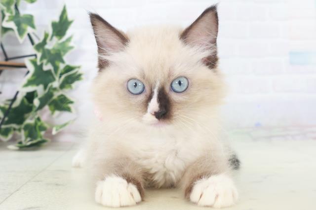 福岡県のラグドール (Coo&RIKU福岡東店/2025年8月4日生まれ/女の子/シールポイントミテッド)の子猫の1枚目の画像