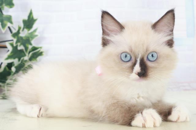福岡県のラグドール (Coo&RIKU福岡東店/2025年8月4日生まれ/女の子/シールポイントミテッド)の子猫の2枚目の画像