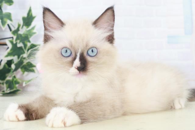 福岡県のラグドール (Coo&RIKU福岡東店/2025年8月4日生まれ/女の子/シールポイントミテッド)の子猫の3枚目の画像