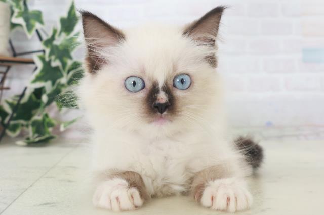 宮崎県のラグドール (Coo&RIKU宮崎店/2025年8月4日生まれ/女の子/シールポイントミテッド)の子猫の1枚目の画像