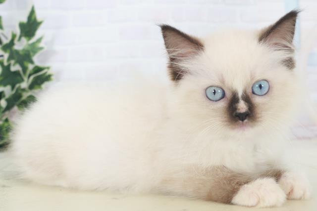 宮崎県のラグドール (Coo&RIKU宮崎店/2025年8月4日生まれ/女の子/シールポイントミテッド)の子猫の2枚目の画像