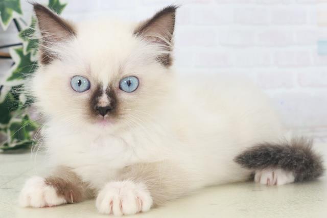 宮崎県のラグドール (Coo&RIKU宮崎店/2025年8月4日生まれ/女の子/シールポイントミテッド)の子猫の3枚目の画像