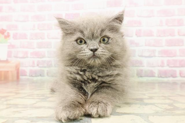 東京都のペルシャ (Coo&RIKU高円寺店/2025年8月11日生まれ/男の子/ブルー)の子猫の1枚目の画像