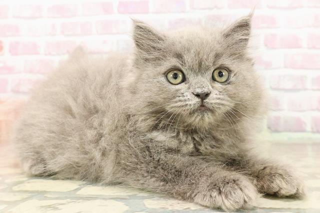 東京都のペルシャ (Coo&RIKU高円寺店/2025年8月11日生まれ/男の子/ブルー)の子猫の3枚目の画像