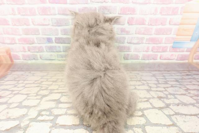 東京都のペルシャ (Coo&RIKU高円寺店/2025年8月11日生まれ/男の子/ブルー)の子猫の4枚目の画像