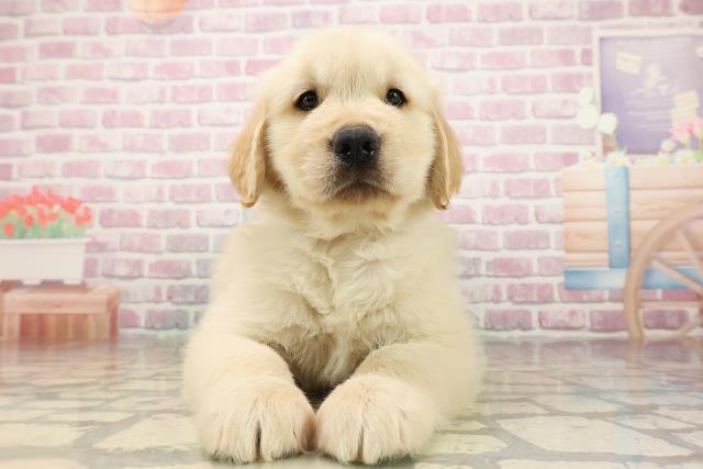 静岡県のゴールデンレトリバー (Coo&RIKU沼津店/2025年8月12日生まれ/男の子/ゴールデン)の子犬