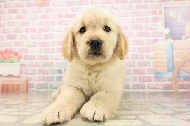 埼玉県のゴールデンレトリバー (Coo&RIKU春日部店/2025年8月12日生まれ/女の子/ゴールデン)の子犬の1枚目の画像