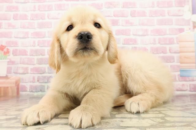 埼玉県のゴールデンレトリバー (Coo&RIKU春日部店/2025年8月12日生まれ/女の子/ゴールデン)の子犬の2枚目の画像